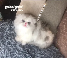  1 قطط سكوتش فولد للبيع