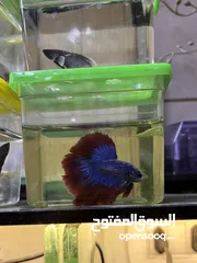  1 متوفر سمك فايتر هاف مون