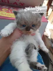  7 كيتن هملايا راغدول