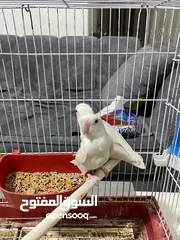  8 جوز روز البينو عين حمرا حبات جامبو بالصلاه على النبي الطيرة فل لامه قش وقريب تبيض ان شاءالله