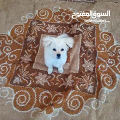  1 لولو فوكس انثى عمرها 6 اشهر
