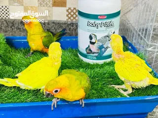  5 فرخين دره لاتينَو عين حمرا  تبارك الله العمر 70 يوم اسبوعين وبنفطمو