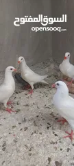  3 فحول سلافر وأربع فراخ