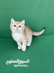  2 تشكيلة كبيره من قطط لسكوتش فولد  ( شاهد الاعلان كامل )