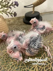  5 من اجمل طفرات وألوان الكروان الهولندي بسعر العادي