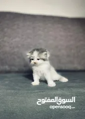  1 قطط هيمالايا