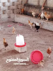  15 دجاج محلي مهجن من ديوك كوشن العملاق للبيع