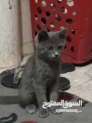  3 قط برطاني قصير الشعر للبيع