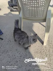  2 ذكر شيرازي متدرب ولون مميز ما شاء الله