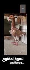  2 فرخين معاكيف
