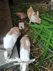  6 ارانب عمانية للبيع