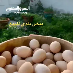  1 بيض بلدي منزلي مكس مخصب Fresh fertilized eggs mix