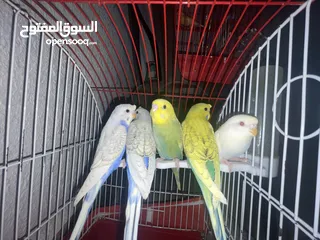  4 عصافير حب او طيور بادجي ذكور وايناث وزواج
