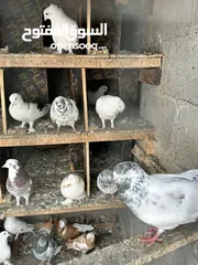  10 All Pigeons for sale جميع الطيور للبيع