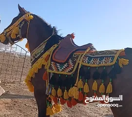  1 معرقة جلد اصلي للبيع