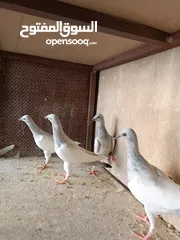  1 يهوديات المنيم