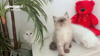  4 Cute Himalaya Kitten