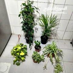  13 indoor airpurify plants
