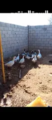  1 طيور وزز جامبو للبيع