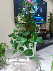  1 للبيع نباتات ظل  Indoor plants for sale