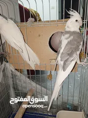  1 ببغاء كوكتيل