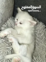  3 قطط بيض شيرازي بيور