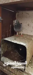  1 حمام مشكل عند صورهن