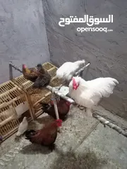  5 دجاج كوجن مكلش وشعر