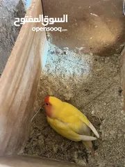  6 جوز روز لاتينيو انتاج ماكينة صلاة نبي