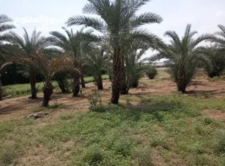  2 مزرعة عرطه بسعر مغري