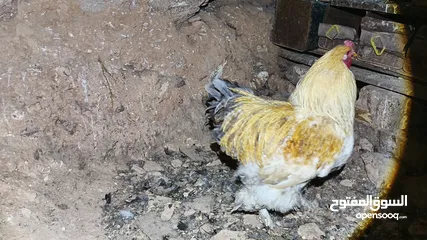  16 ديوك براهما بيور