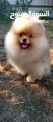  9 Pomeranian   Samoyed    Giant Malamute