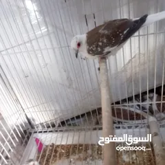  1 ملكي تك نثيه مشجره شرط لأنتاج والبيض