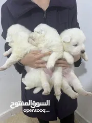  3 جرو سامويد للبيع Samoid Puppies