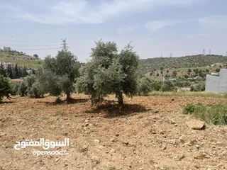  7 أرض مميزة 750 متر ابو مفراز
