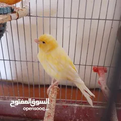  4 جوز كناري للبيع