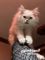  2 قطة هملايا للبيع