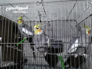  1 3 طيور كوكتيل انثايتين و ذكر كلهم 45 دينار الحبه على 15 طيور نخب