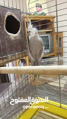  8 جوز كوكتيل وايت فيس  حبات حجب سوبر جامبو مع قفص كاسكو كبير  حجم جامبو  بصلاه على النبي قابل للتفاوض