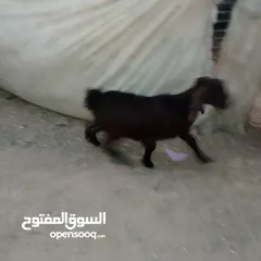  4 صخله صلات انبي عمر ثلاث شهور صحه ونضافه مكفوله من جميعو