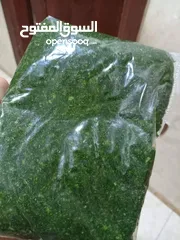  2 ملوخية خضرا متوفره ورق و مفرومه على اليد