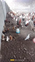  13 دجاج محلي وبط