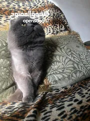  11 ذكر بريتش بلو للتزاوج
