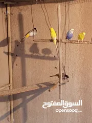  2 زوج بلابل جواهن افراح