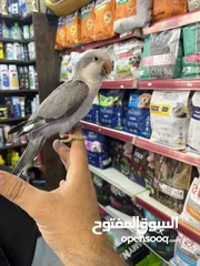  25 كويكر طفرة سينامون أليف راقص لعوب متكلم تابع الوصف للأهمية