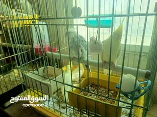 7 جواز كوكتيل للبيع