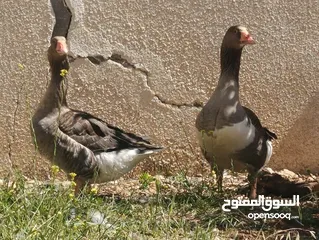  5 جوز وز حجم جامبو للبيع او للبدل على جاج بياض او ارانب موجود في جرش