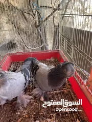  11 جواز حمام للبيع كوم