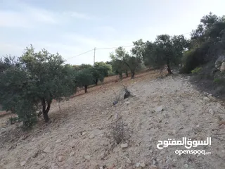  16 مزرعة زيتون ملوكية اطلالة ع الغرب و جبال فلسطين ع ثلاث شوراع قرب شارع الستين ثغرة السلطان