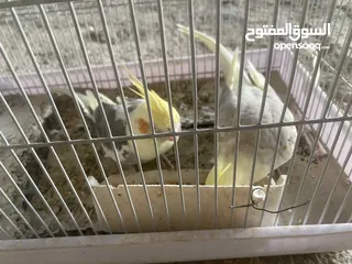  1 جوز كوكتيل بايد للبيع مستعجل